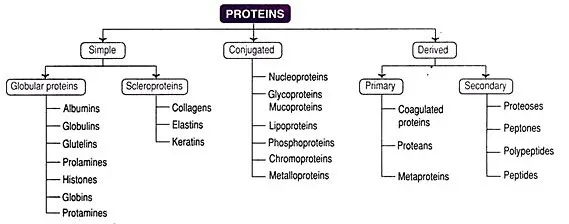 protein classification